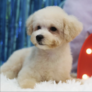 Maltipoo